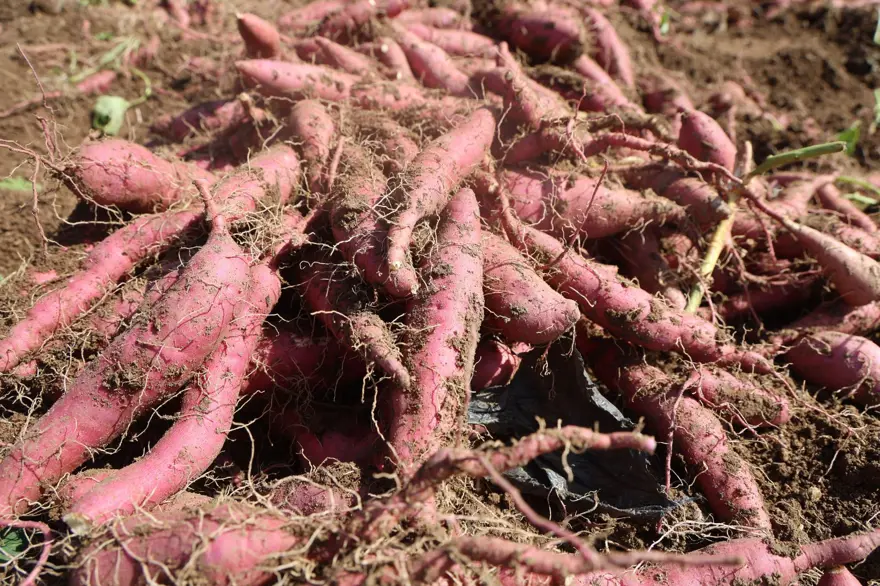 Kilosu 35 TL'ye satılıyor: Şifa deposu besinin hasadı başladı Kilosu 35 TL'ye satılıyor: Şifa deposu besinin hasadı başladı