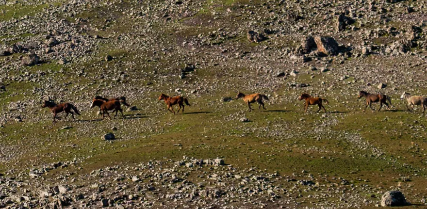 Tunceli'de karlı dağlardan inen yılkı atları, görsel şölen oluşturdu 7