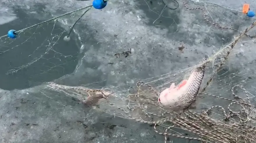 Eskimo usulü balık avı: Ağlardan balıklar fışkırdı 2