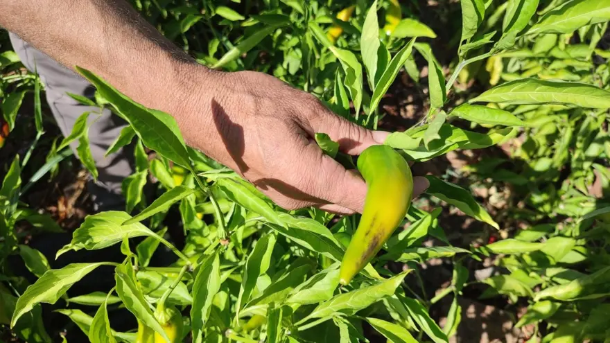 Acısıyla meşhur, hasat sona erdi: Doğal olarak üretiliyor Acısıyla meşhur, hasat sona erdi: Doğal olarak üretiliyor