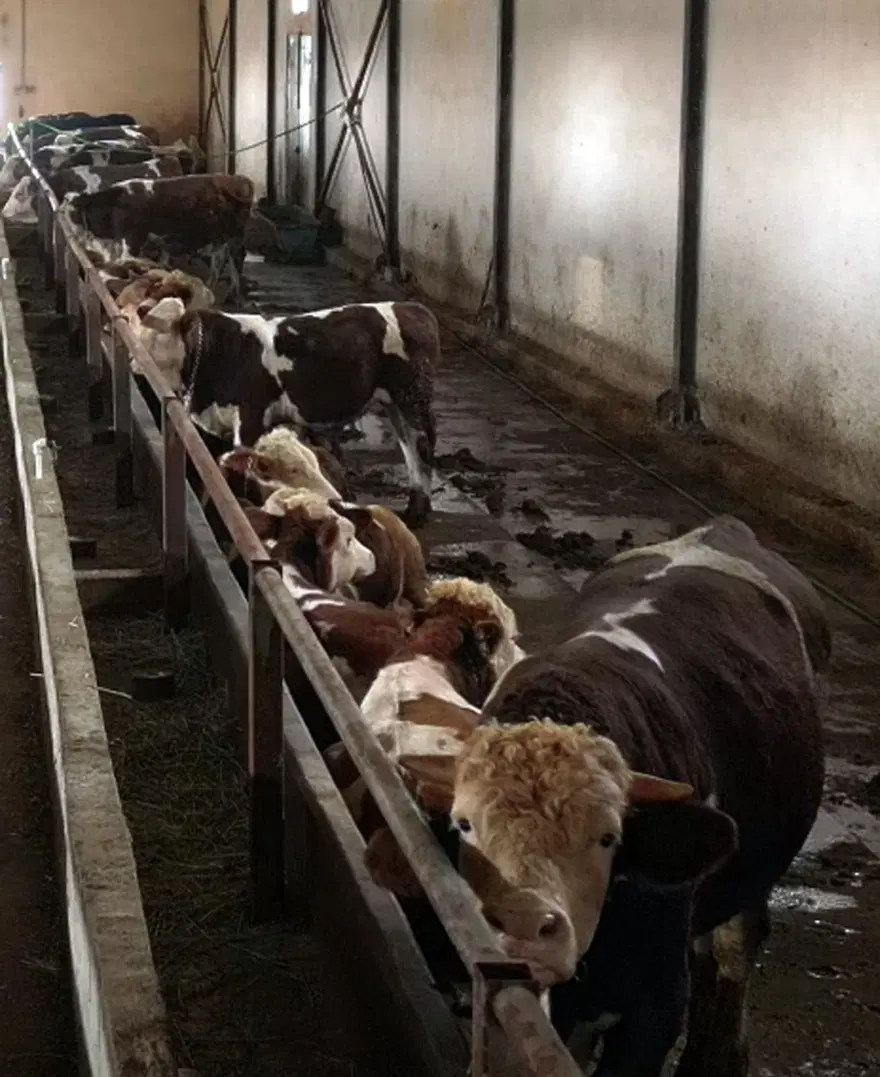 Kurban pazarlarında yeni dönem: Hayvan oteli kuruldu 11 Kurban pazarlarında yeni dönem: Hayvan oteli kuruldu 11