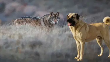 Kurt popülasyonundaki artış Kangal köpeğine talebi arttırdı