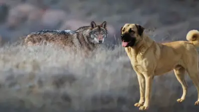 Kurt popülasyonundaki artış Kangal köpeğine talebi arttırdı
