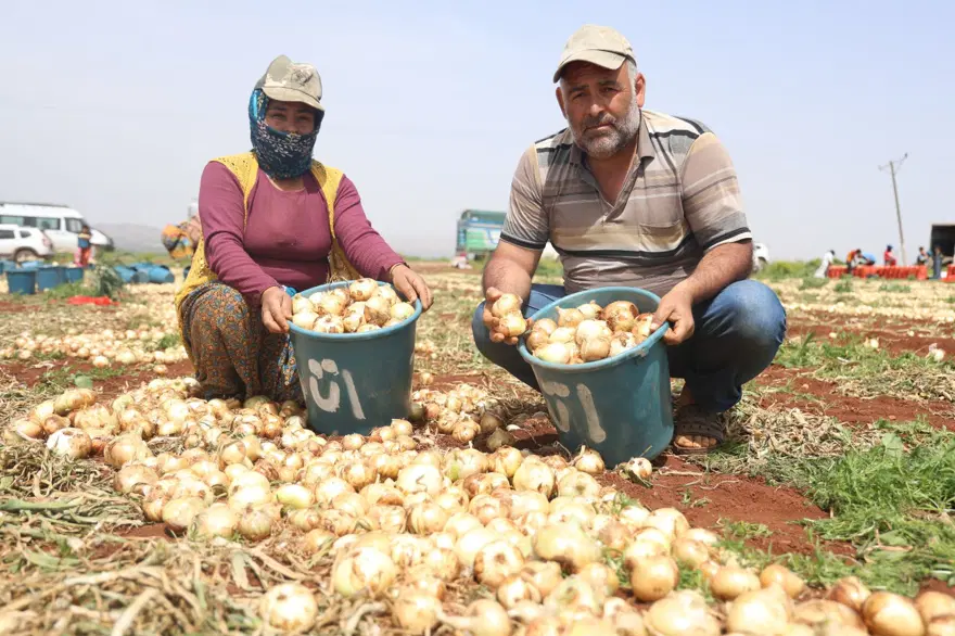 "SOĞANLAR BOYUTLARINA GÖRE ÜÇE AYRILIYOR" 4