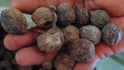 Bir tutamı bile karaciğer hasarını önlüyor! Çin tıbbında ilaç niyetine kullanılıyordu: Türkiye'de değeri pek bilinmiyor