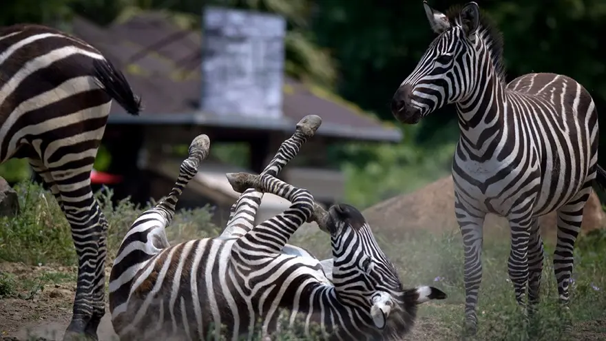 Tam Güneş tutulması yaklaşıyor: Hayvanlar nasıl tepki verecek? 3