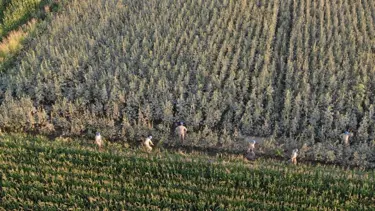 Aydın'da 37 kök kenevir ele geçirildi