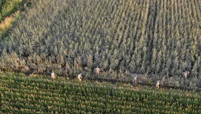 Aydın'da 37 kök kenevir ele geçirildi