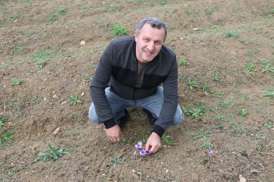 Safran çiçeğinde hasat başladı: Kilosu 100 bin TL 3