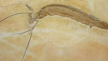 120 milyon yıllık kavga