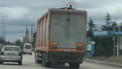 Geri dönüşüm kamyonunun üzerindeki yavru köpek böyle kurtarıldı