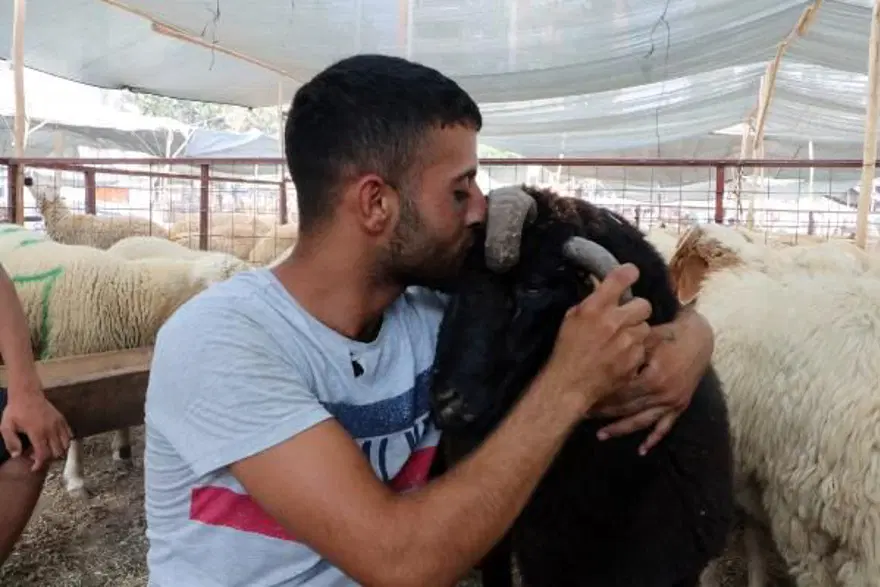 4 boynuzlu koç alıcısını bekliyor 7