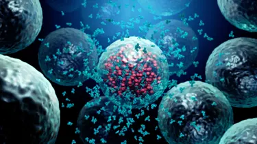 T hücresi bağışıklığı, corona virüsün yeni mutasyonlarına karşı koruma sağlıyor