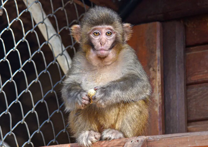 Koli içinde bulunmuştu: "Fıstık"a Antalya havası yaradı 7