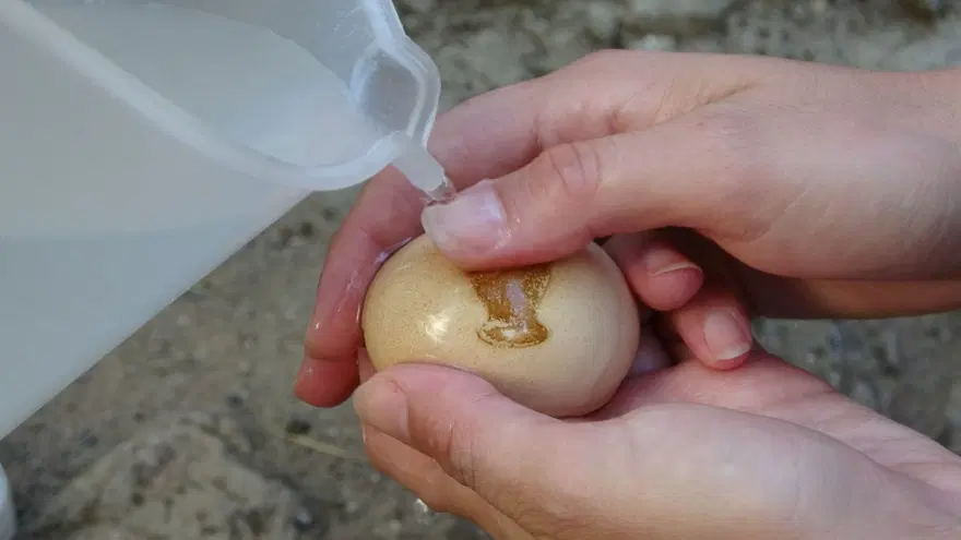Vazo desenli yumurtaya ilgi 2