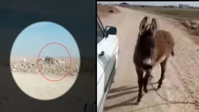 Sokak köpekleri eşeğe saldırdı