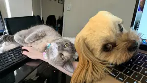 Corona virüs nedeniyle evden çalışma manzaraları