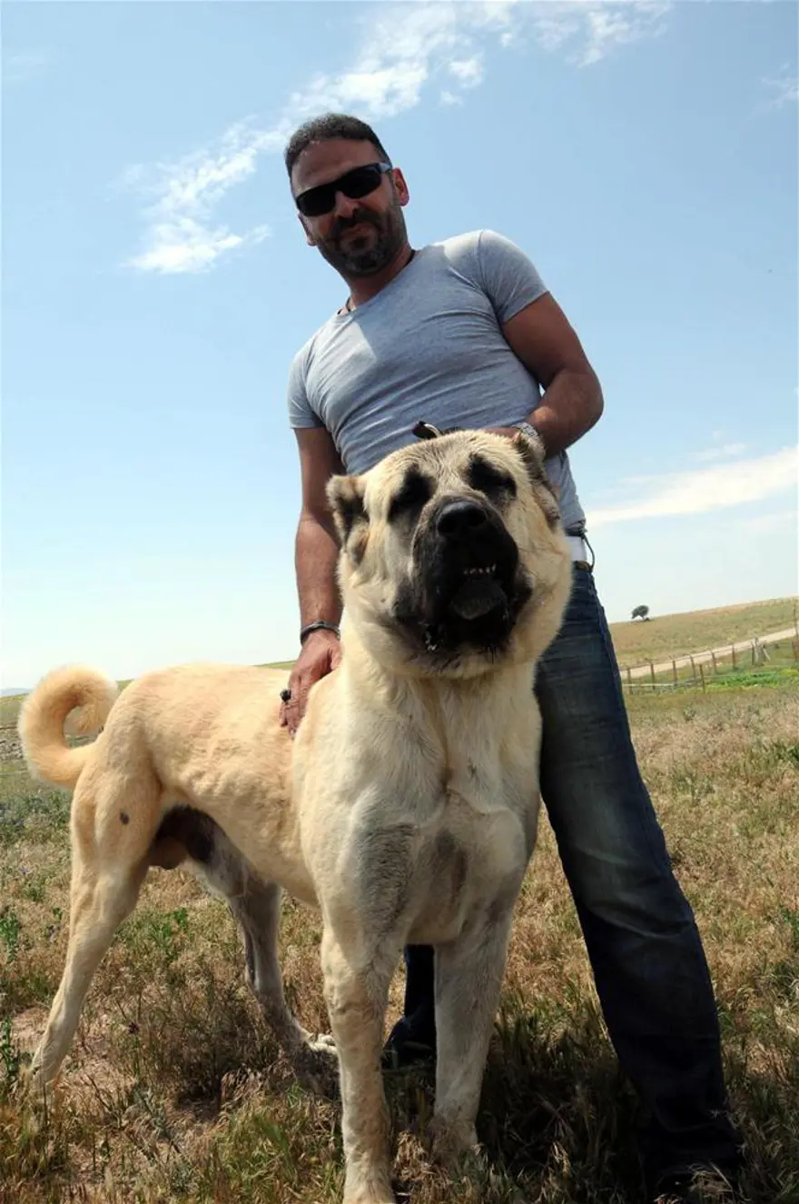 Kangallar böyle yarıştı; birinci 'Yaman' çıktı 2