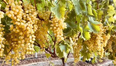 Ünü dünyaya yayılan lezzet: Sofralara ulaşıyor