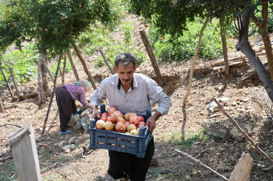 Geçen yıl 20 TL'ydi, bu yıl 80 TL: 900 rakımda yetişiyor 2