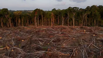 Amazon’dan Asya’ya: Ormansızlaşma ölüm getiriyor