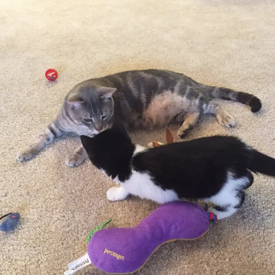 Hayatını kedileri kurtarmaya adadı 126