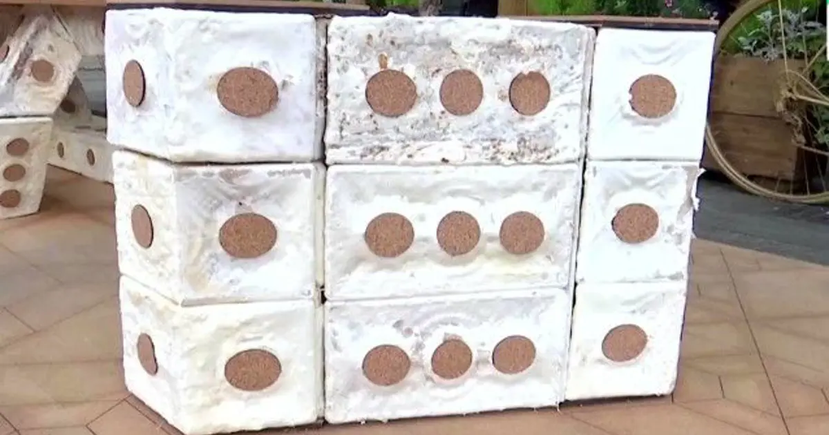 İngiltere’de mantardan tuğla üretildi