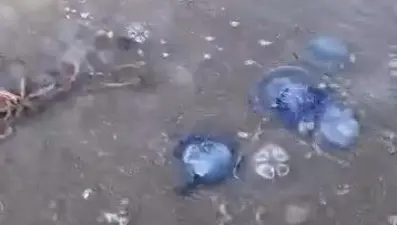 Mavi denizanaları sahili sardı: Tedirgin eden görüntü