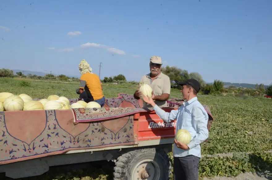 Kırkağaç kavununda ilk hasat yapıldı: 30 bin ton rekolte bekleniyor 1
