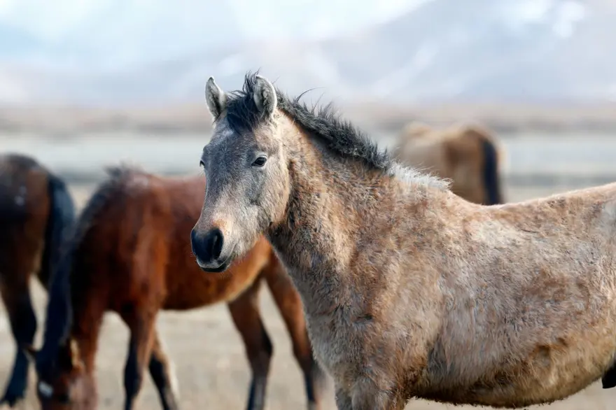 Sultan Sazlığı'na renk katan Yılkı atları kışın bölge halkınca besleniyor 15