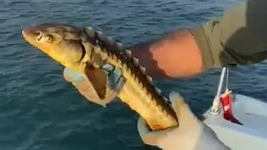 Balıkçıların ağına takıldı, geri denize bırakıldı