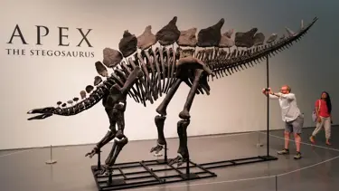 En büyük dinozor fosili rekor fiyata satıldı