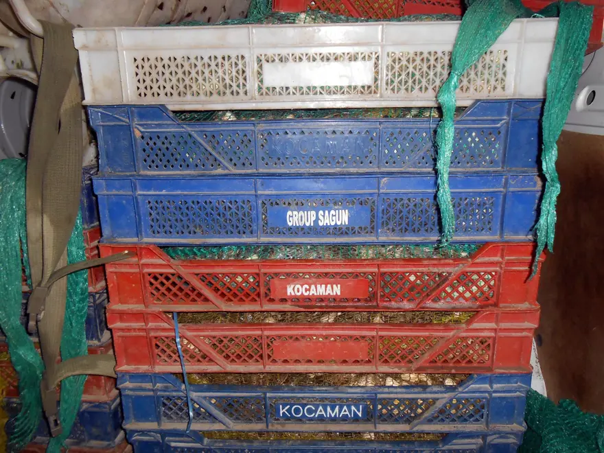 Diyarbakır'da 100 kilo kurbağa yakalandı 1