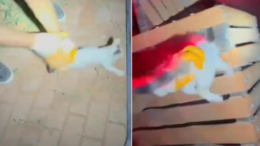 İtfaiyeden gece yarısı kedi kurtarma operasyonu