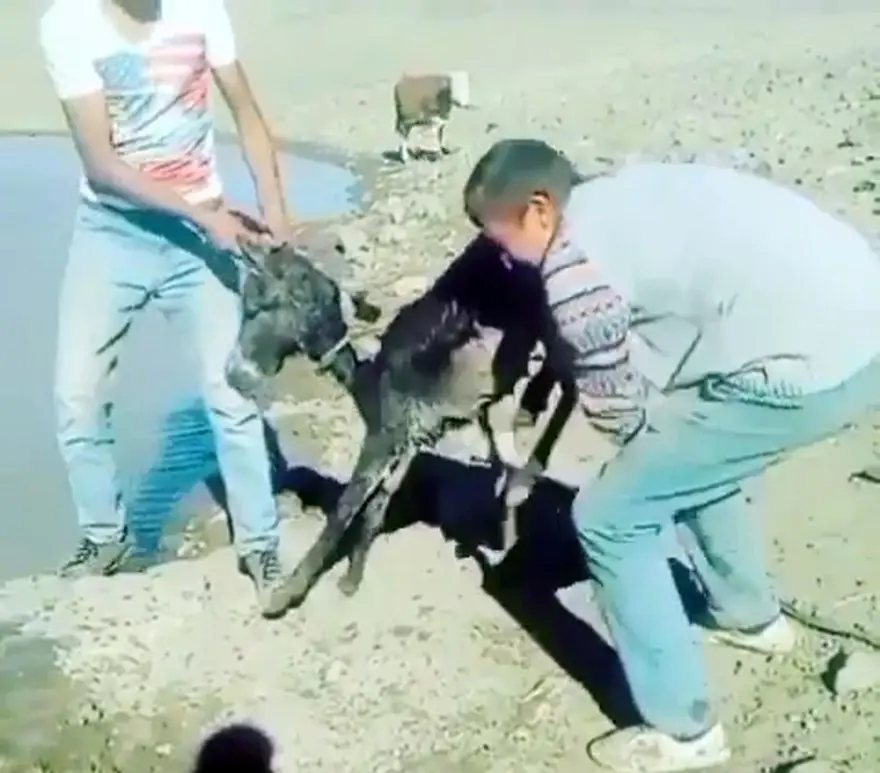 Sıpaya eziyet eden 2 kişiye 947'şer lira ceza 5 Sıpaya eziyet eden 2 kişiye 947'şer lira ceza 5