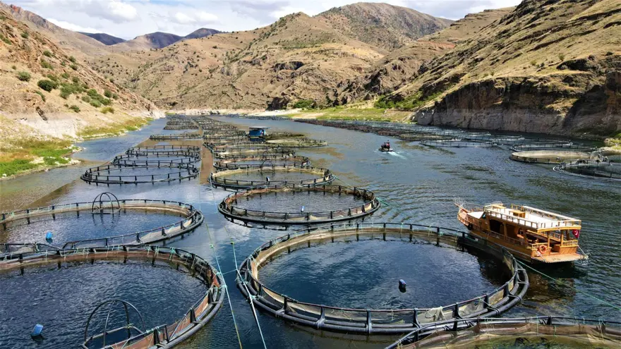 Elazığ'dan dünyaya Türk Somonu 1