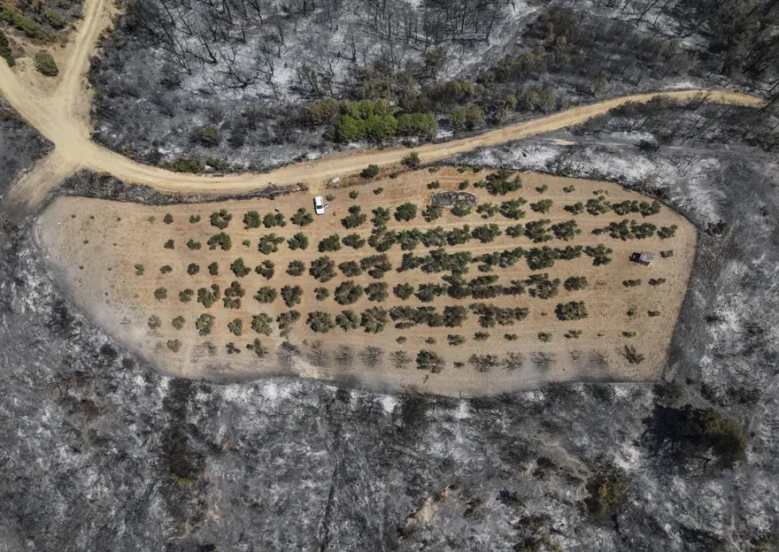 Çanakkale'de şaşırtan görüntü: Sadece o alan yanmadı 2 Çanakkale'de şaşırtan görüntü: Sadece o alan yanmadı 2