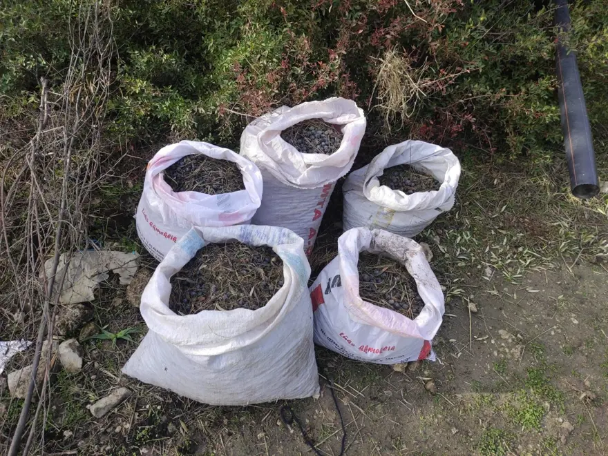 "Yeşil altın" için 22 bekçi görev yapıyor: 7/24 mesai yapıyor, hırsızlara geçit vermiyorlar "Yeşil altın" için 22 bekçi görev yapıyor: 7/24 mesai yapıyor, hırsızlara geçit vermiyorlar