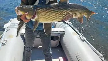 1 metre boyunda, 15 kilo: Oltasına takıldı