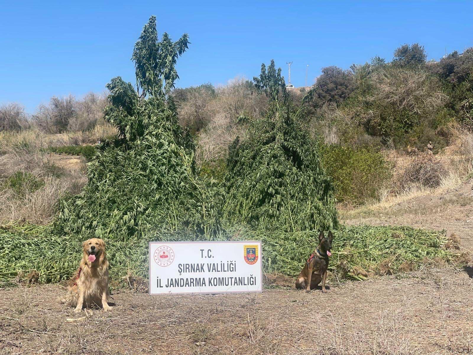 Şırnak’ta kenevir operasyonu: 5 kişi gözaltına alındı