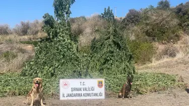 Şırnak’ta kenevir operasyonu: 5 kişi gözaltına alındı