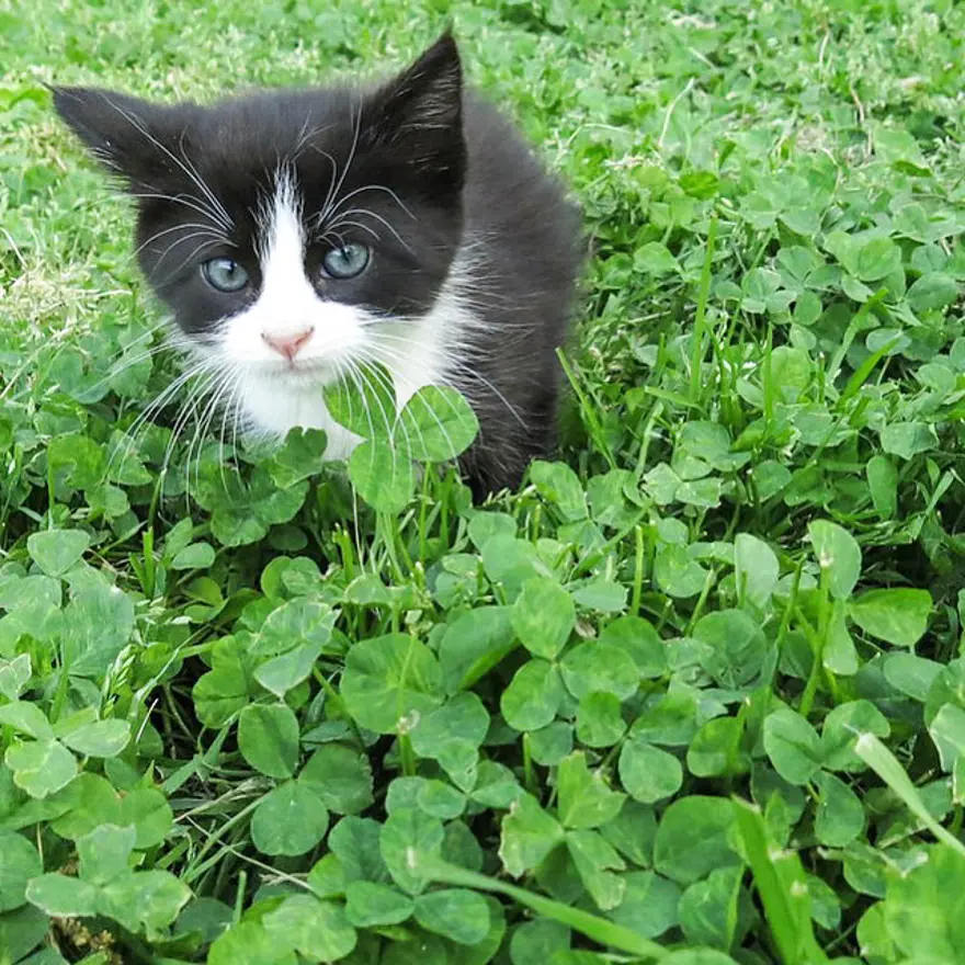Hayatını kedileri kurtarmaya adadı 178