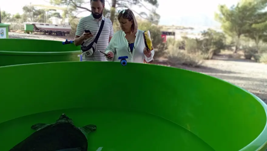 35 bin yavru caretta caretta denizle buluştu 2