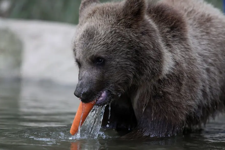 Türkiye'nin tek ayı barınağı Ovakorusu'nun maskotu oldular 27