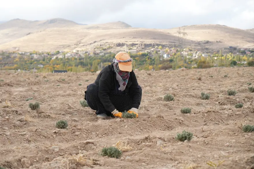 45 dekarlık alana 35 bin adet dikildi: Yeni bir gelir kapısı açacak 3 45 dekarlık alana 35 bin adet dikildi: Yeni bir gelir kapısı açacak 3