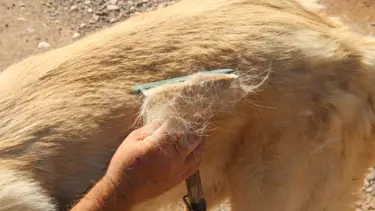 Küresel ısınma kangalları sararttı