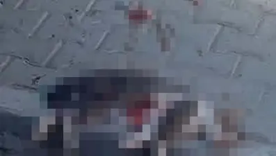 Manisa'da vahşet: Sokak kedisini pompalı tüfekle öldürdü