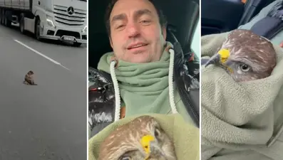 TEM’de şahin kurtarma operasyonu