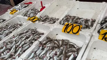 Balık fiyatlarında düşüş: ''Halka bedava balık yedirdik''