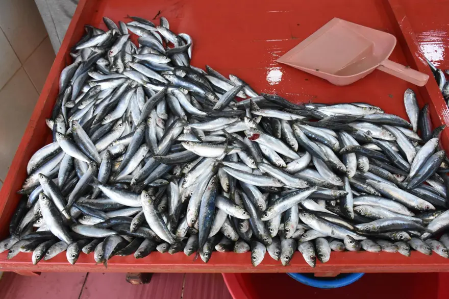 SARDALYA 200, HAMSİ 250 LİRA 3 SARDALYA 200, HAMSİ 250 LİRA 3